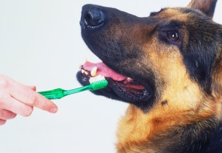 Βουρτσίστε τα δόντια του ζώου σας και σώστε το από μελλοντικά προβλήματα υγείας