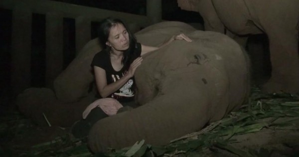Έχει έναν μοναδικό τρόπο για να κοιμίζει τους ελέφαντες! Περιμένετε μέχρι να δείτε το βίντεο