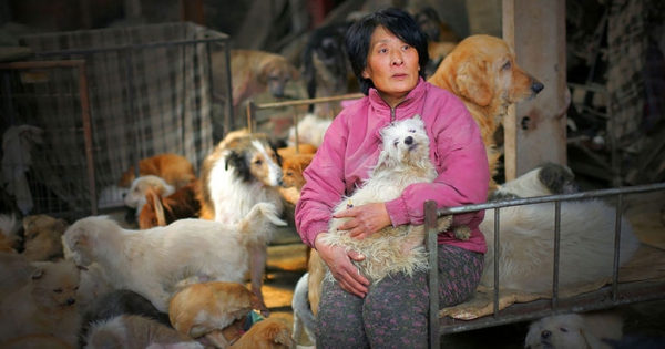 Η συνταξιούχος που αγοράζει σκυλιά για να τα σώσει από τη σφαγή στο «Φεστιβάλ Σκυλίσιου Κρέατος» της Κίνας! (Εικόνες, Βίντεο)