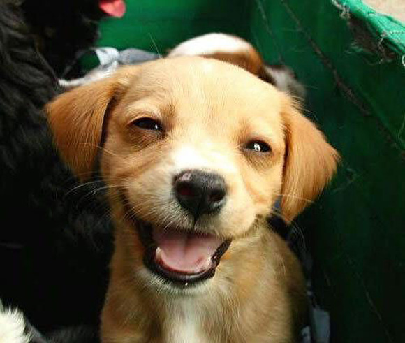 χαμόγελο Σκύλος 