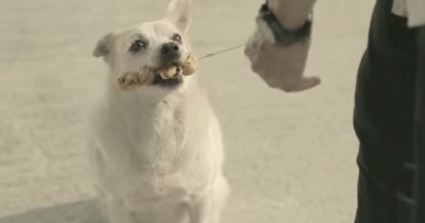 Τάισε έναν αδέσποτο σκύλο και αυτός του το ανταπέδωσε 10 φορές (βίντεο)