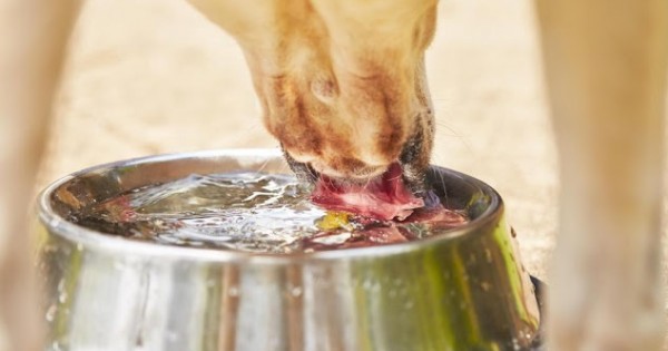 Γιατί τα σκυλιά τα κάνουν μούσκεμα όταν πίνουν νερό;
