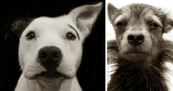 Συγκινητικά πορτραίτα από αδέσποτα σκυλιά που περιμένουν να τα υιοθετήσουν