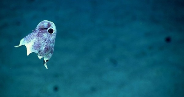 Τα εκπληκτικά πλάσματα σε ένα άγνωστο θαλάσσιο οικοσύστημα