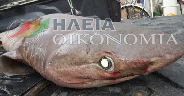 Καρχαρίας 120 κιλών πιάστηκε στο Κατάκολο! (φωτο)