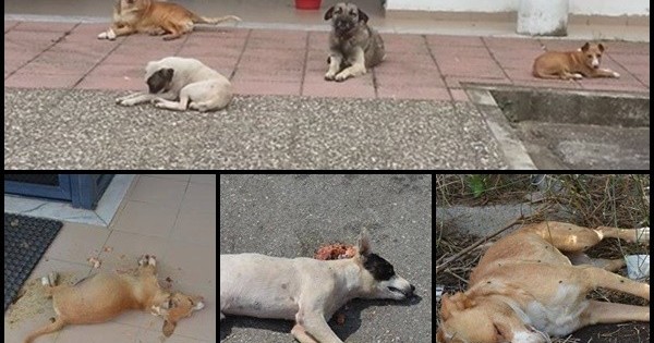 Δηλητηρίασαν σκυλάκια σε εγκαταστάσεις εφημερίδας