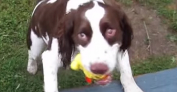 Το παιχνίδι ενός τυφλού, αλλά πανέξυπνου σκύλου (video)