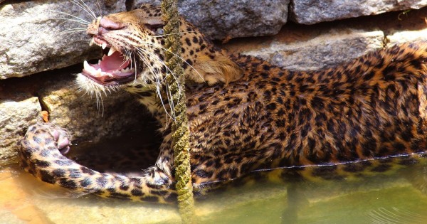 Αυτή η λεοπάρδαλη είχε κολλήσει στο πηγάδι και οι χωρικοί διακινδύνευσαν τη ζωή τους για να την σώσουν
