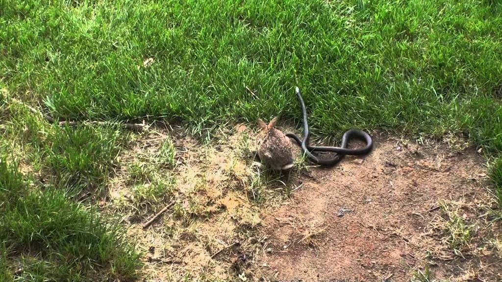 φίδι μάχη κουνέλι 