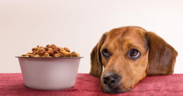 Για οι σκύλοι τρώνε λιγότερο όταν κάνει ζέστη;
