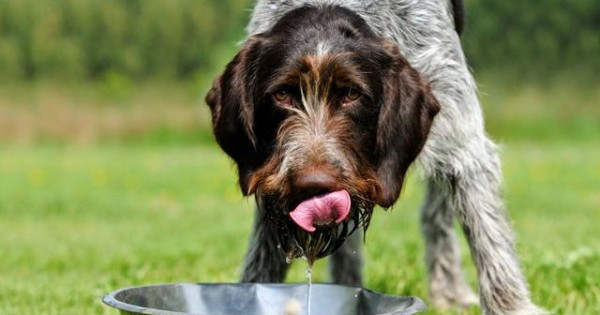 Κινδυνεύει ο σκύλος μου εάν πιει παγωμένο νερό;