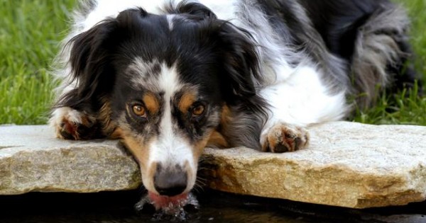 Πρώτες βοήθειες σκύλων: Ο σκύλος μου έπαθε Αφυδάτωση. Τι μπορώ να κάνω;