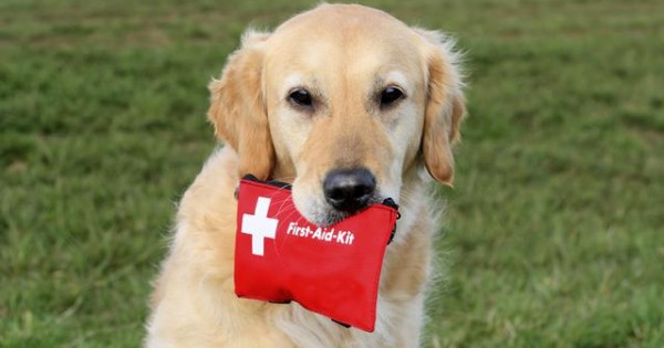Φτιάξε κουτί πρώτων βοηθειών για το σκύλο σου!