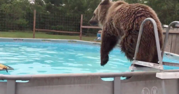 Αυτή η αρκούδα αποφάσισε να εισβάλει σε μια πισίνα και να παίξει με το νερό (Βίντεο)