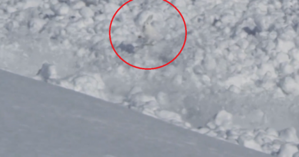 Εντυπωσιακό βίντεο δείχνει ένα κουνέλι να βγαίνει ζωντανό μέσα από χιονοστιβάδα