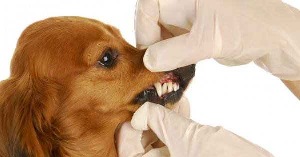 Ελέγξτε τα δόντια του σκύλου σας δωρεάν όλο τον Ιούνιο!