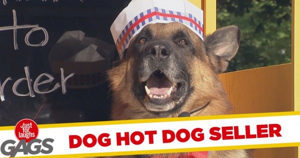 Σκύλος πουλάει hot dog δείτε αυτό το ξεκαρδιστικό βίντεο!