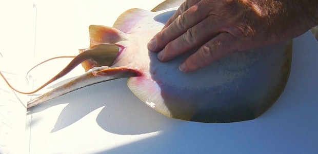ψάρι ψαράς εγκυμοσύνη stingray 
