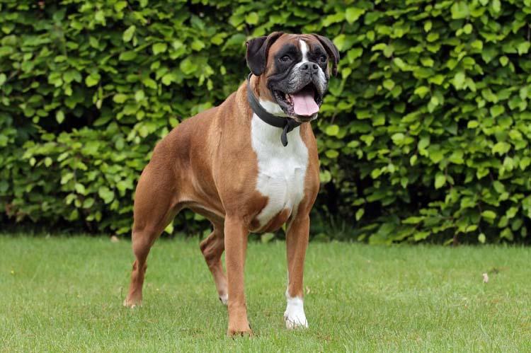 Boxers make for great guard as well as family dogs. Learn the history and grooming needs for the Boxer by visiting our website.