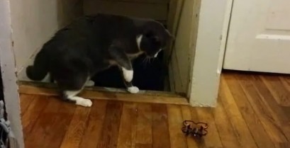 Δειλές γάτες (Βίντεο)