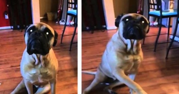 Σκύλος «δίνει στεγνά» τον κολλητό του χωρίς δεύτερη σκέψη! (Βίντεο)