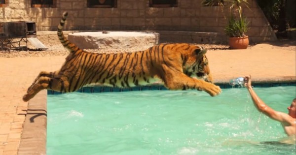 Άνδρας κολυμπάει παρέα με μια τραυματισμένη τίγρη σε θέρετρο της Νότιας Αφρικής. (Βίντεο)