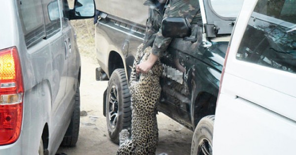 Λεοπάρδαλη επιτέθηκε σε οδηγό σαφάρι (Εικόνες)
