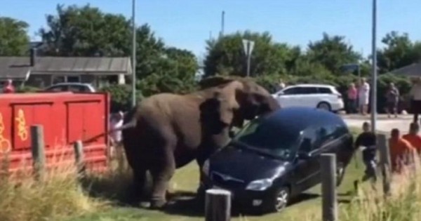 Η εκδίκηση του ελέφαντα: Τον κακοποιούσαν σε τσίρκο μέχρι που αγρίεψε και τα ισοπέδωσε όλα! (βίντεο)