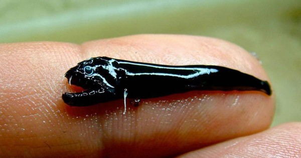 Δείτε το φρικιαστικό, μαύρο ψάρι, με τρομακτικά δόντια που ανακάλυψαν επιστήμονες (photos)