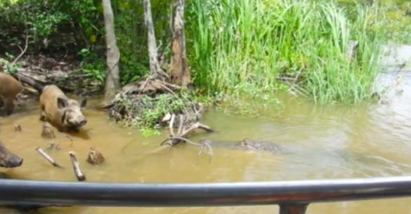 Αλιγάτορας καταβροχθίζει αγριογούρουνο μπροστά στα μάτια των τουριστών. Δείτε το βίντεο…