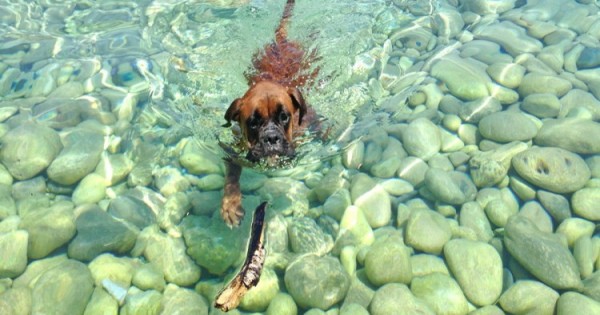 Χαλκίδα: Απαγορεύονται Τα Σκυλάκια Στις Παραλίες Με Γαλάζιες Σημαίες