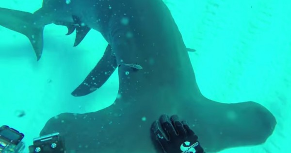 Διάσημος κινηματογραφιστής τοποθετεί μια κάμερα στο πτερύγιο ενός καρχαρία… Το θέαμα μαγικό! (Βίντεο)