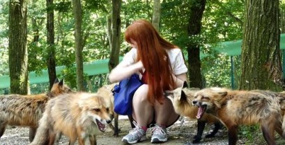 Το χωριό των αλεπούδων στην Ιαπωνία (Βίντεο)