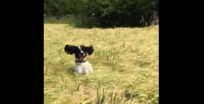 Ένας σκύλος μέσα στα στάχυα (Βίντεο)