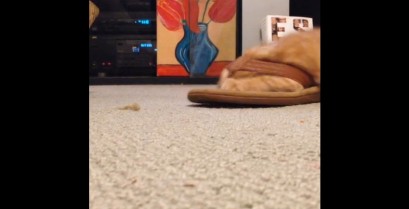 Η γάτα της σαγιονάρας (Βίντεο)