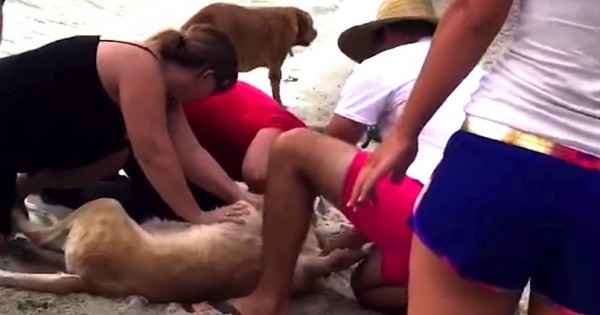 Ο σκύλος της ήπιε υπερβολικά πολύ θαλασσινό νερό στη βόλτα τους και δευτερόλεπτα αργότερα… ΠΡΕΠΕΙ να το δείτε! (Βίντεο)