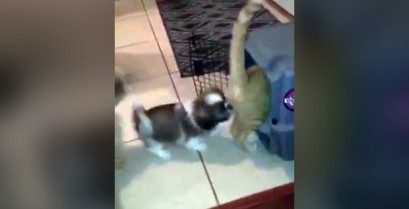 Το κουτάβι κλείδωσε τη γάτα στο κλουβί (Βίντεο)