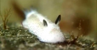 Θαλάσσια σαλιγκάρια που μοιάζουν με κουνέλια (Βίντεο)