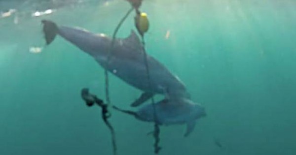 Συγκλονιστικό βίντεο: Δελφίνι προσπαθεί να σώσει το μωράκι του από παγίδα καρχαρία! (Βίντεο)