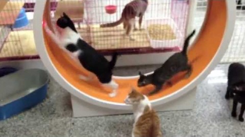 Τροχός γυμναστικής για γάτες (Βίντεο)
