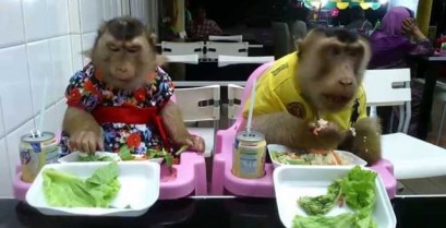Δύο μαϊμούδες στο εστιατόριο (Βίντεο)