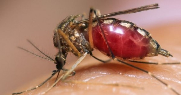 AIDS: Μπορούν τα κουνούπια να μεταδώσουν τον ιό HIV;