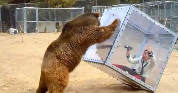 Γυναίκα κρύβεται σε ένα γυάλινο κουτί και γίνεται παιχνίδι στα χέρια πεινασμένης αρκούδας! (Βίντεο)