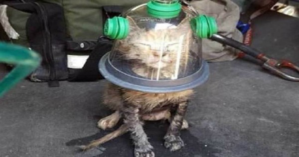 Πυροσβέστες ανακάλυψαν γάτα στα πρόθυρα του θανάτου, ευτυχώς όμως ήταν προετοιμασμένοι…(Εικόνες)
