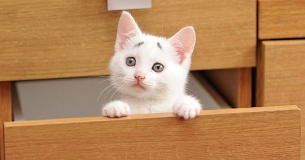 Η γάτα που γεννήθηκε με ένα μόνιμο βλέμμα έκπληξης! (Εικόνες)