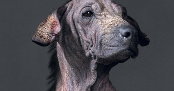 Συγκινητικά πορτρέτα σκύλων πριν την ευθανασία (Εικόνες)