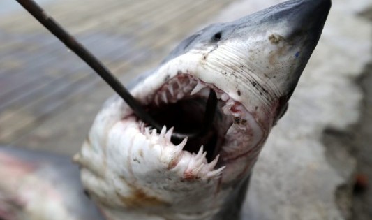 Τον δάγκωσε καρχαρίας, του έριξε μπουνιές και σώθηκε! (Εικόνες)