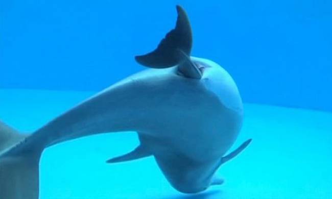 δελφίνι 