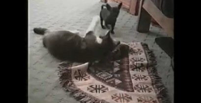 Κουτάβι κλέφτης εναντίον γάτας (Βίντεο)