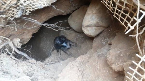 Χανιά: Έσωσαν κουταβάκια σε απόκρημνη σπηλιά! (Βίντεο)